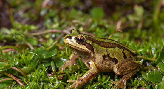 Helping hand for Alpine frog