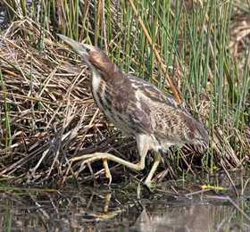 Message for duck hunters: Bittern at Lake Cullen