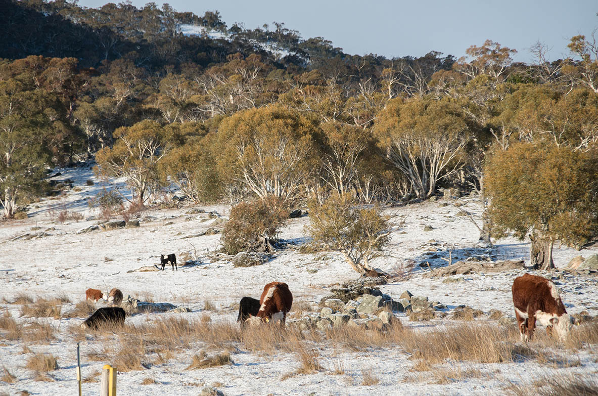 Grazing licence policy not in line with legislation Grazing licence policy not in line with legislation
