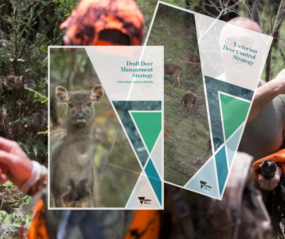 Impact, not ideology: Time for a real Deer Management Strategy for Victoria