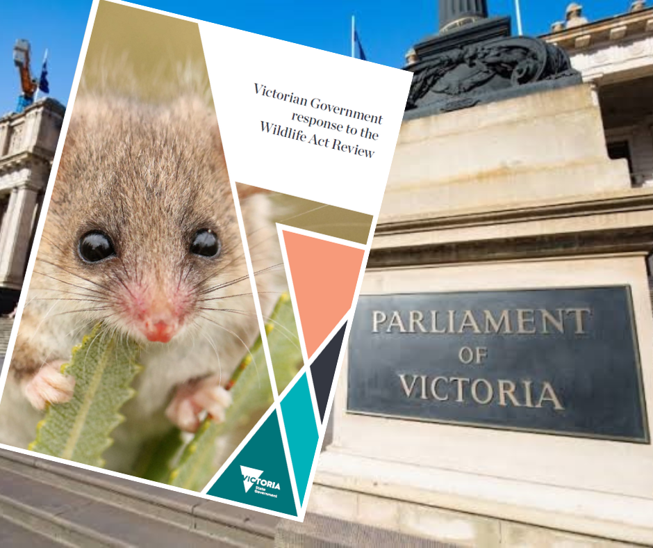 No Changes to Duck Hunting or to Status of Deer from Wildlife Act Review